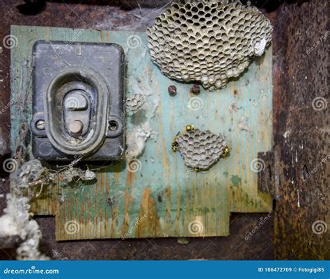 wasps in electrical boxes